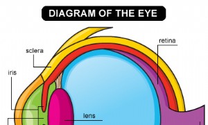 Brillen und Kontaktlinsen