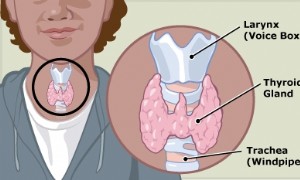 Was ist die Schilddrüse? 