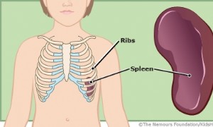 Milz und Lymphsystem 