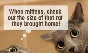 Top-Tipps für die Einführung von Haustieren an Ihr Baby 