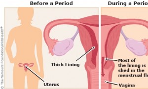 Alles über Perioden 