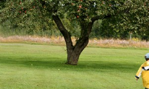 Ihr Apple-Auswahlleitfaden:Bundesstaat für Bundesstaat