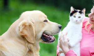 Dies sind die 9 häufigsten Sommergefahren für Haustiere