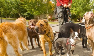 7 Dinge, die Hundespaziergänger niemals tun sollten