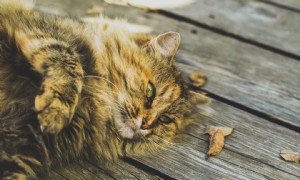 Dieser Staat könnte der erste im Land sein, der das Entklauen von Katzen verbietet