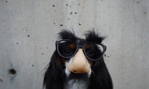 40 lustige Hundewitze für Kinder jeden Alters 