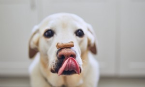 9 Rezepte für weihnachtliche Leckereien für Hunde 