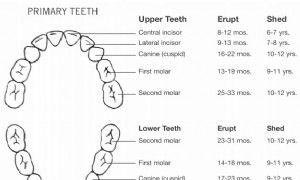 Babys erster Zahn:7 Fakten, die Eltern wissen sollten 