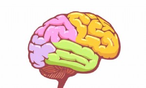 Frühe Gehirnentwicklung bei Kindern